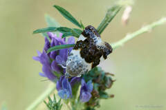 Acontia lucida