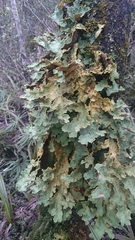Yarrumia colensoi
