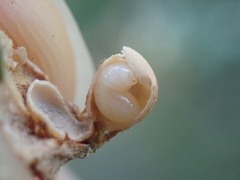 Disholcaspis bassetti