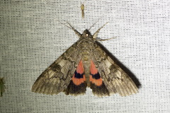 Catocala nupta