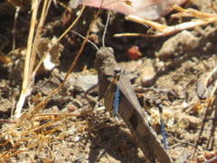 Trimerotropis fontana