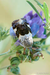 Acontia lucida