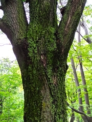 Acer pictum mayrii