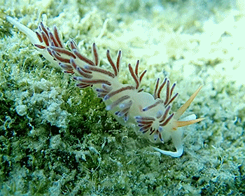 Cratena peregrina