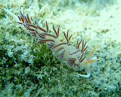 Cratena peregrina