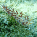 Cratena peregrina