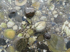 Cerastoderma edule