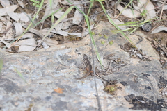 Psammodromus algirus