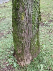 Acer pictum mayrii