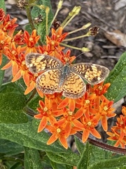 Phyciodes tharos