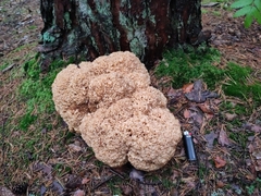 Sparassis crispa