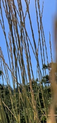 Thinopyrum obtusiflorum