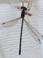 Lestes
