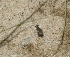 Cicindela repanda