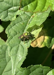 Augochlora pura