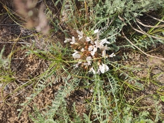 Astragalus dolichophyllus