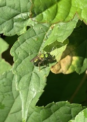 Augochlora pura