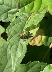 Augochlora pura