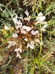 Astragalus dolichophyllus