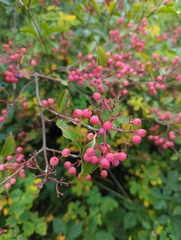 Viburnum
