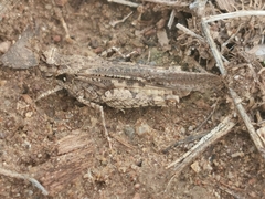 Acrotylus insubricus
