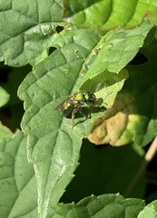 Augochlora pura