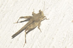 Tetrigidae