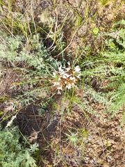 Astragalus dolichophyllus