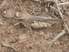 Acrotylus insubricus