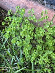 Euphorbia peplus