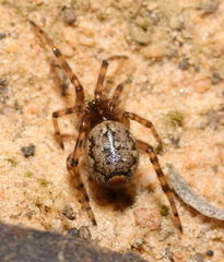 Enoplognatha