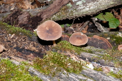 Pluteus cervinus