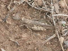 Acrotylus insubricus