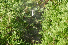 Cyrtophora citricola