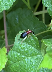 Phyllopalpus pulchellus