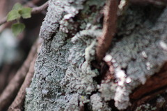 Punctelia bolliana