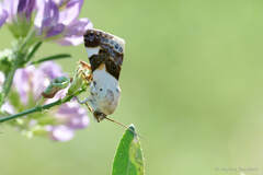 Acontia lucida