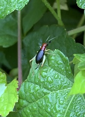 Phyllopalpus pulchellus