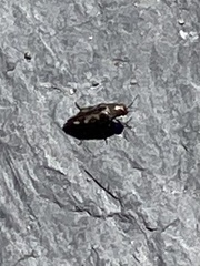 Buprestis