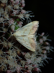 Evergestis extimalis