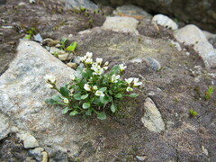 Cardamine bellidifolia