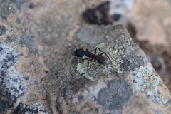 Camponotus cruentatus