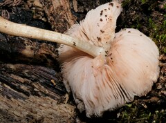 Pluteus cervinus