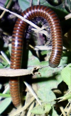 Pachyiulus hungaricus