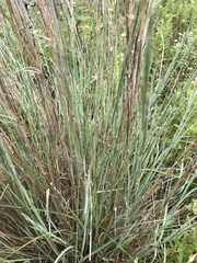 Schizachyrium
