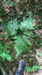Pteridium