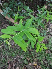 Cratoxylum cochinchinense
