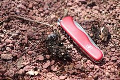 Bassariscus