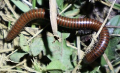 Pachyiulus hungaricus