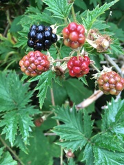 Rubus laciniatus